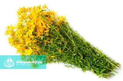 Звіробій лікувальні властивості і протипоказання для жінок (властивості) Звіробій лікувальні властивості і протипоказання для жінок
