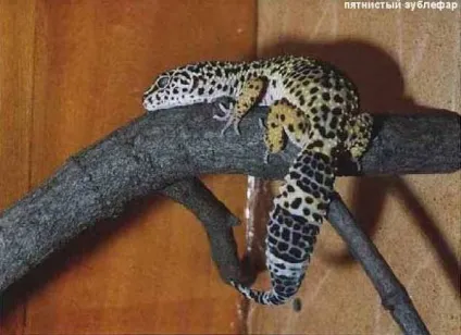 Зофобас-що за звір
