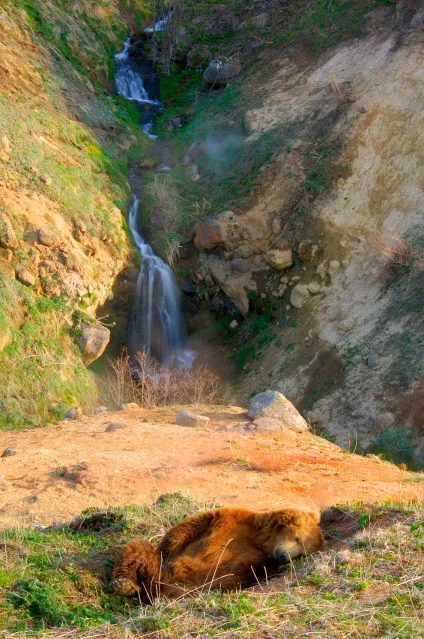 Знайомтеся, ведмідь грізлі, фото новини
