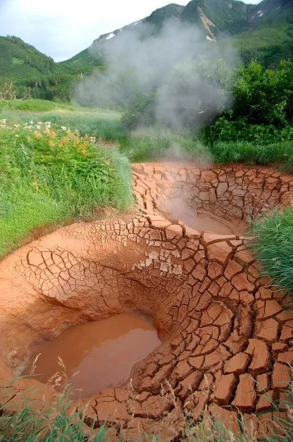 Знайомтеся, ведмідь грізлі, фото новини