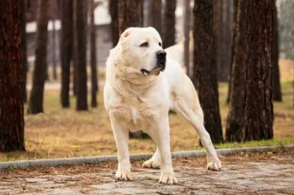 Алабай (середньоазіатська вівчарка) відгуки (алабай) Алабай (середньоазіатська вівчарка) відгуки