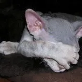 Щоденник кота, правила котячої поведінки, інструкції про котів, смішні історії про котячих (котячого) Щоденник кота, правила котячої поведінки, інструкції про котів, смішні історії про котячих