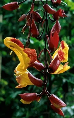Аридная рослинність плато декан (flora) Аридная рослинність плато декан