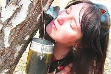 Березовий сік - ліки від ста недуг, журнал - по-жіночому (березовий ліки недуга) Березовий сік - ліки від ста недуг, журнал - по-жіночому