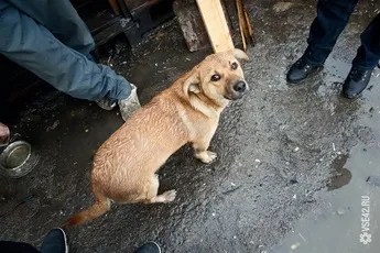 Бомж зі звалища як, я з'їв собаку! (З'їв) Бомж зі звалища як, я з'їв собаку!