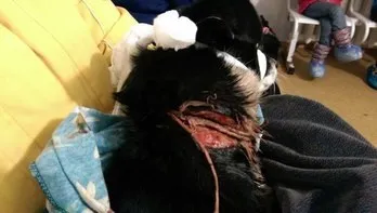 Бомж зі звалища як, я з'їв собаку! (безхатько) Бомж зі звалища як, я з'їв собаку!