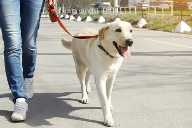 Побутове послух, dog show club (club) Побутове послух, dog show club