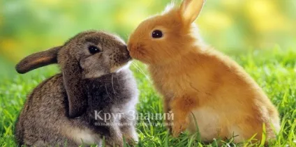 Чим годувати кроликів для швидкого набору ваги - коло знань (кроликів) Чим годувати кроликів для швидкого набору ваги - коло знань