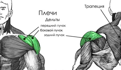 Бодібілдинг вправи для дельт - всі тонкощі даного виду (дельт) Бодібілдинг вправи для дельт - всі тонкощі даного виду
