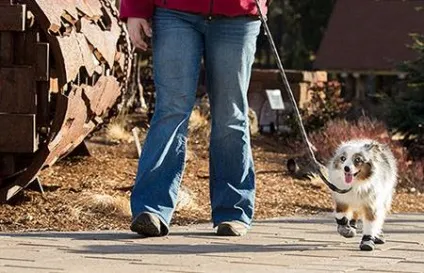 Черевики для собак - dogcollar - амуніція і аксесуари для собак (dogcollar) Черевики для собак - dogcollar - амуніція і аксесуари для собак