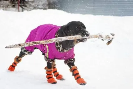 Черевики для собак - dogcollar - амуніція і аксесуари для собак (одяг і взуття для собак) Черевики для собак - dogcollar - амуніція і аксесуари для собак
