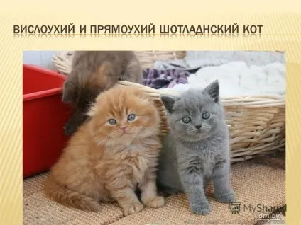 Чим годувати вислоухую кішку вагітну (дається одноразово наприклад Профендер) Чим годувати вислоухую кішку вагітну