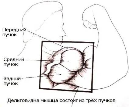 Бодібілдинг вправи для дельт - всі тонкощі даного виду (бодібілдинг) Бодібілдинг вправи для дельт - всі тонкощі даного виду