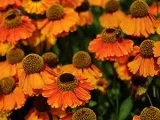 Квітка гинура - догляд в домашніх умовах пересадка і розмноження гінура, види і сорти, фото гінура (опис) Квітка гинура - догляд в домашніх умовах пересадка і розмноження гінура, види і сорти, фото гінура