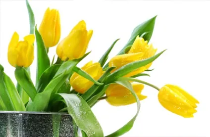Квіти для весілля тюльпани, весільні букети (весільні) Квіти для весілля тюльпани, весільні букети