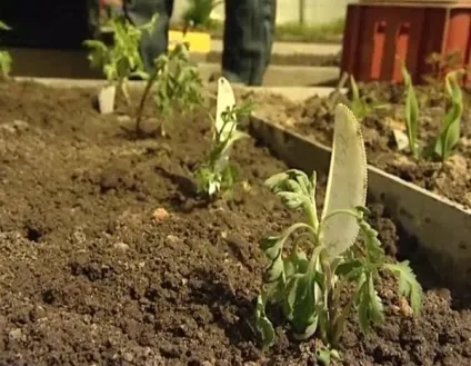 Квіти дубки догляд і розмноження, вирощування, низькорослі і кулясті (догляд) Квіти дубки догляд і розмноження, вирощування, низькорослі і кулясті