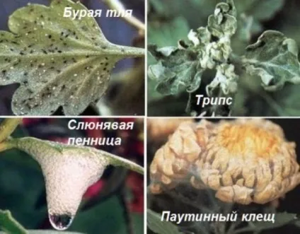 Квіти дубки догляд і розмноження, вирощування, низькорослі і кулясті (дубки) Квіти дубки догляд і розмноження, вирощування, низькорослі і кулясті