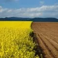 Дух Руніком і рун - струни світу (Руніком) Дух Руніком і рун - струни світу