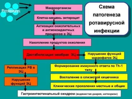 Дієта при ротовірус, що можна їсти дорослому (яйця) Дієта при ротовірус, що можна їсти дорослому