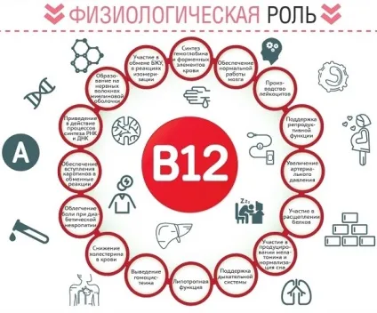 Для чого потрібен організму вітамін в12