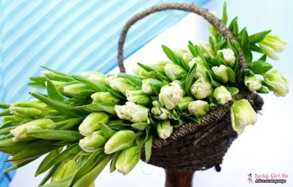 Флористика для початківців