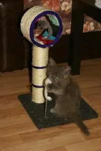 гіперактивний кошеня