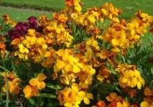 Гинура догляд в домашніх умовах і фото квітів
