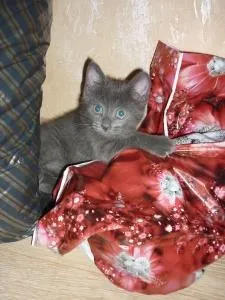 гіперактивний кошеня