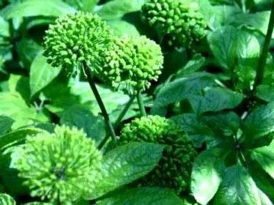 Гинура квітка догляд в домашніх умовах і розмноження (гинура) Гинура квітка догляд в домашніх умовах і розмноження