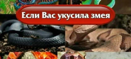 Гбуз Полтаваскій обласний центр медичної профілактики (гбуз) Гбуз Полтаваскій обласний центр медичної профілактики