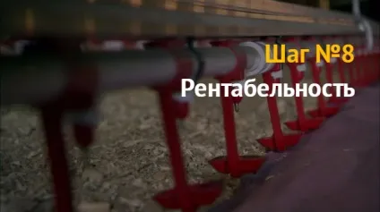 Ідея бізнесу як відкрити бізнес з розведення курей бройлерів і несучок