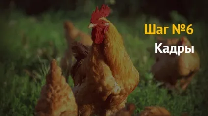 Ідея бізнесу як відкрити бізнес з розведення курей бройлерів і несучок