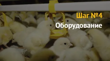 Ідея бізнесу як відкрити бізнес з розведення курей бройлерів і несучок