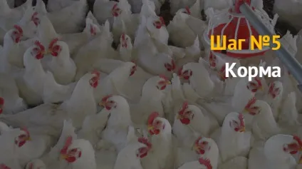 Ідея бізнесу як відкрити бізнес з розведення курей бройлерів і несучок
