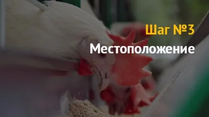 Ідея бізнесу як відкрити бізнес з розведення курей бройлерів і несучок
