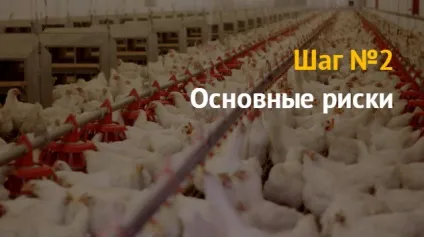 Ідея бізнесу як відкрити бізнес з розведення курей бройлерів і несучок