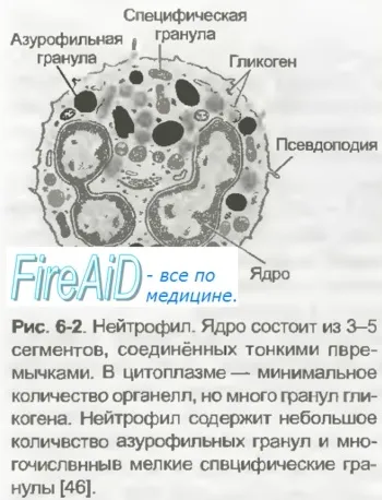 імунологічна толерантність