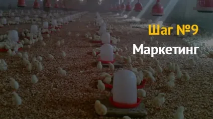 Ідея бізнесу як відкрити бізнес з розведення курей бройлерів і несучок