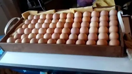 Інкубація курячих яєць вимоги до інкубіруемой продукту, правила проведення в домашніх умовах (правила) Інкубація курячих яєць вимоги до інкубіруемой продукту, правила проведення в домашніх умовах