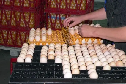 Інкубація курячих яєць вимоги до інкубіруемой продукту, правила проведення в домашніх умовах (вимоги) Інкубація курячих яєць вимоги до інкубіруемой продукту, правила проведення в домашніх умовах