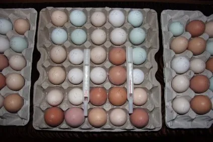 Інкубація курячих яєць вимоги до інкубіруемой продукту, правила проведення в домашніх умовах (домашніх) Інкубація курячих яєць вимоги до інкубіруемой продукту, правила проведення в домашніх умовах