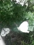 Які рослини відлякують метелика капусницю, народні засоби від гусениць (капусницю) Які рослини відлякують метелика капусницю, народні засоби від гусениць