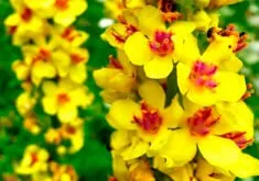 Як використовувати трави від кашлю для дітей (трави) Як використовувати трави від кашлю для дітей