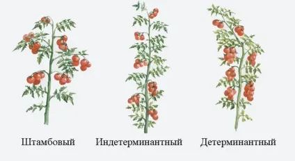 Які сорти помідор найурожайніші для теплиць - список і опис томатів (сорти) Які сорти помідор найурожайніші для теплиць - список і опис томатів