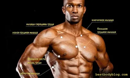 Як накачати груди, вправи для грудних м'язів (верх грудей) Як накачати груди, вправи для грудних м'язів