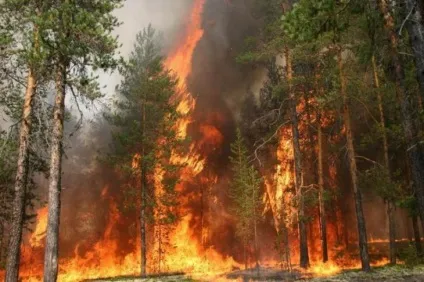 Як боротися з вогнем у лісі - 44030 (багаття) Як боротися з вогнем у лісі - 44030