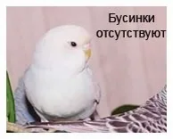 Як відрізнити дорослого хвилястого папугу від молодого папужки (воллністий) Як відрізнити дорослого хвилястого папугу від молодого папужки
