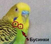 Як відрізнити дорослого хвилястого папугу від молодого папужки (клітини) Як відрізнити дорослого хвилястого папугу від молодого папужки