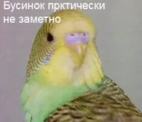Як відрізнити дорослого хвилястого папугу від молодого папужки (фото) Як відрізнити дорослого хвилястого папугу від молодого папужки