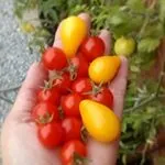 Як приготувати червону рибу у фользі ідеальний рецепт (рецепт) Як приготувати червону рибу у фользі ідеальний рецепт